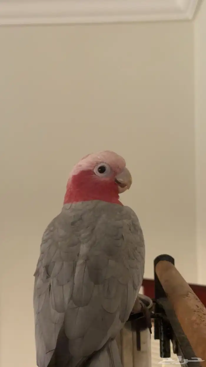 كوكاتو قالا تم البيع 3