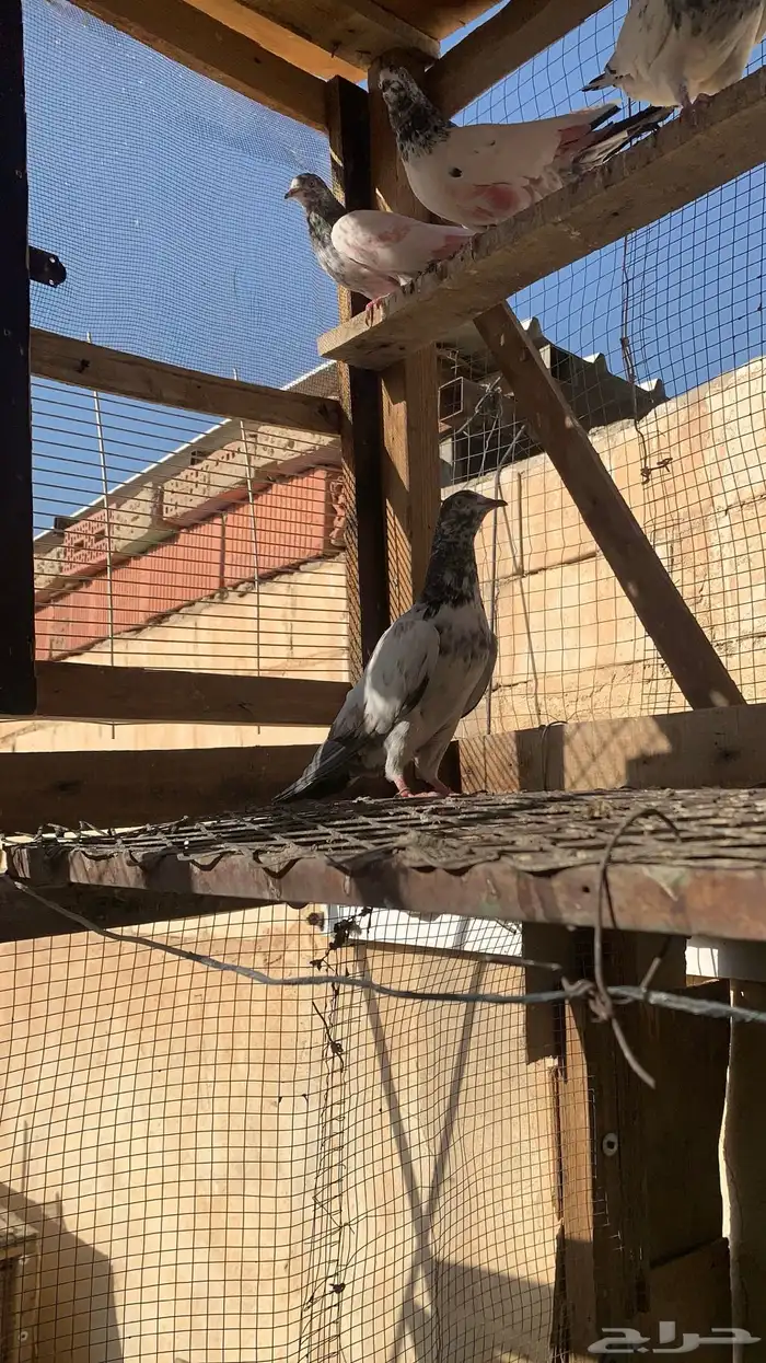 للبيع حمام باكستاني شرط مطيار 3