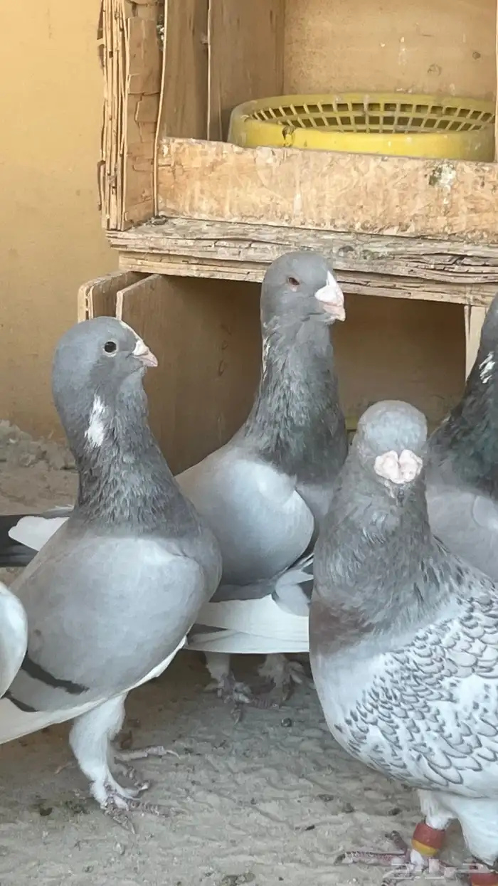 حمام ابلق سوري 1