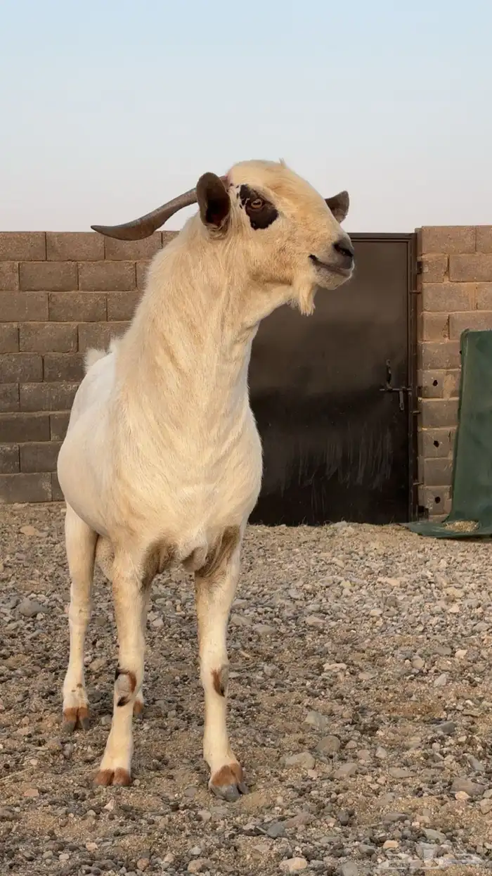 تيس بيشي صنف الصنف 0