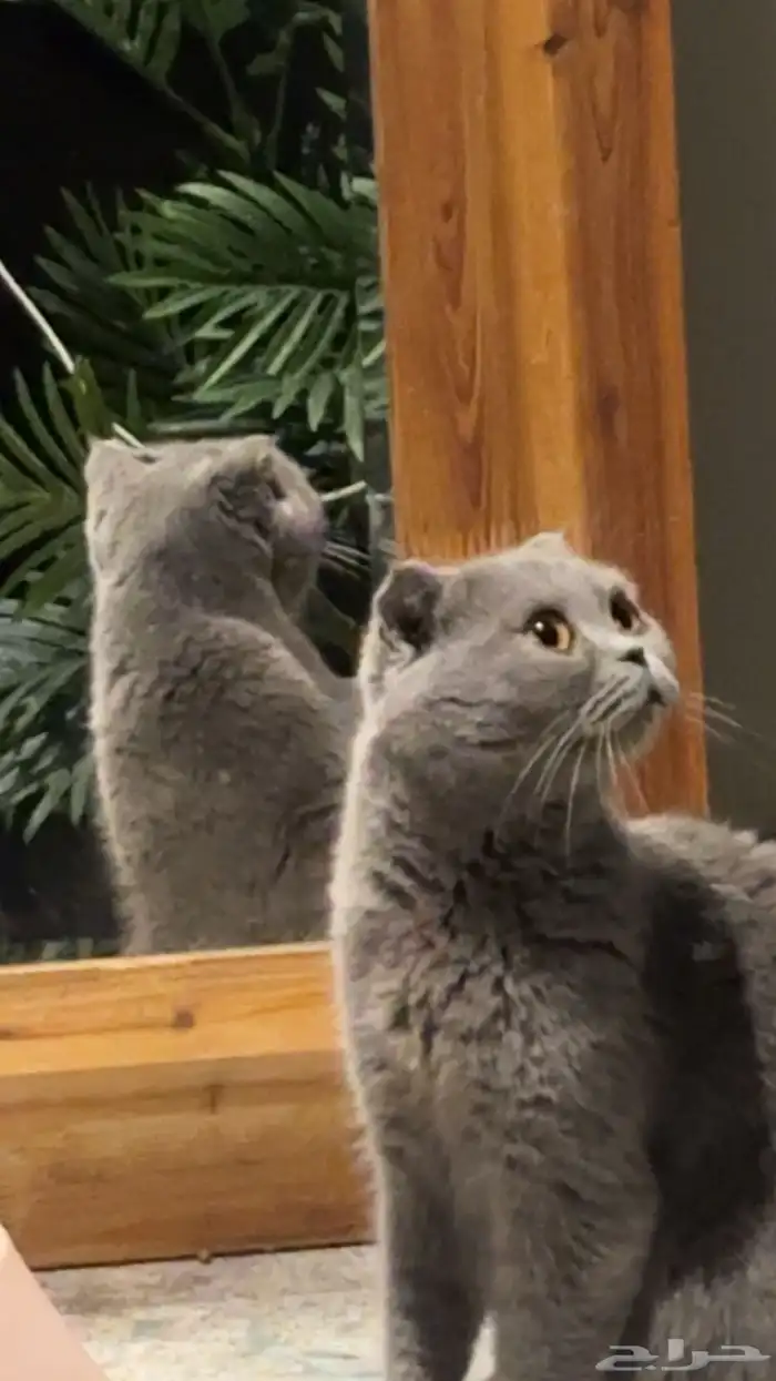 قطط سكوتش فولد كيتنز نوادر 3