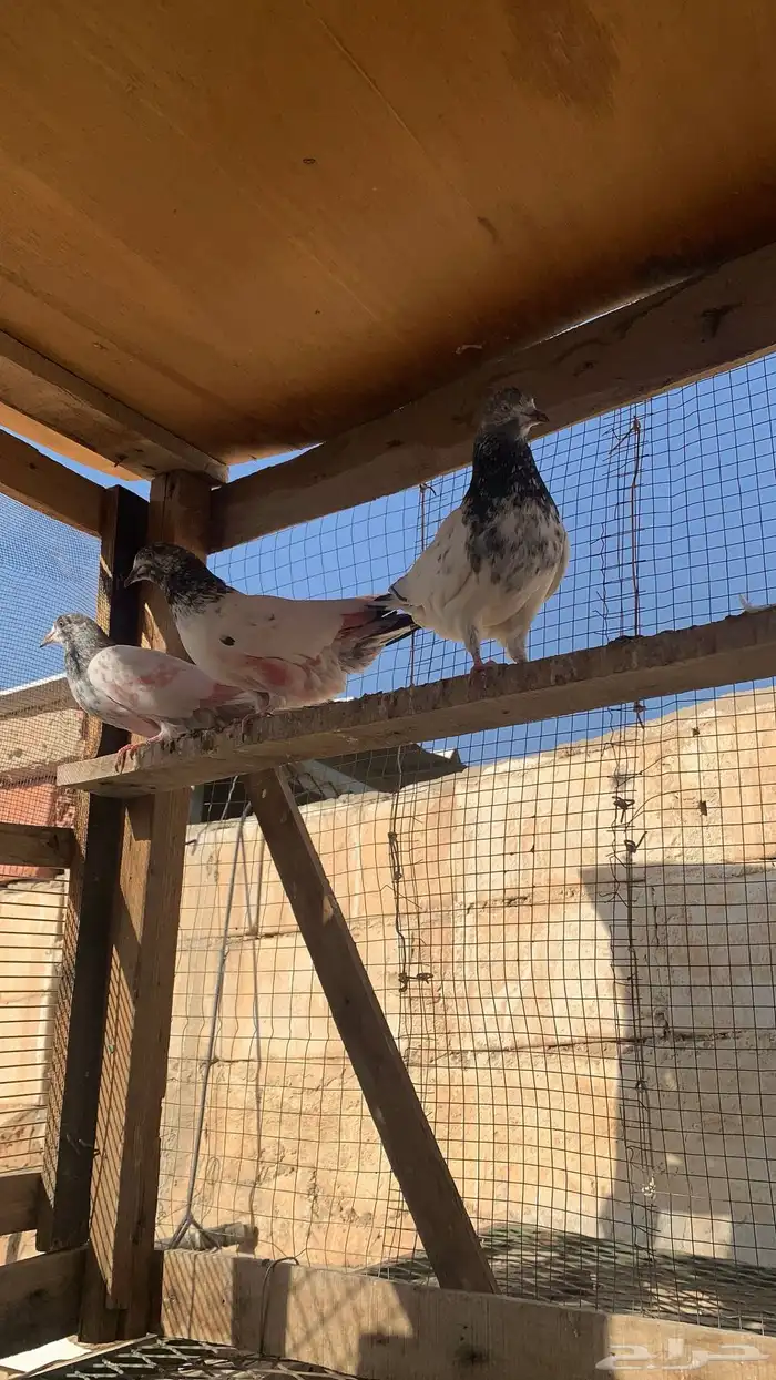 للبيع حمام باكستاني شرط مطيار 4