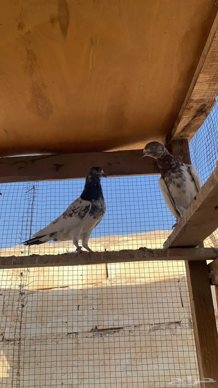 للبيع حمام باكستاني شرط مطيار 12