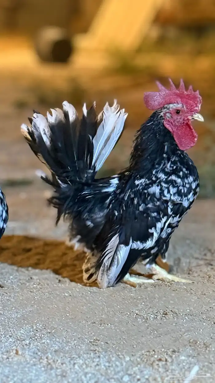 دجاج 1