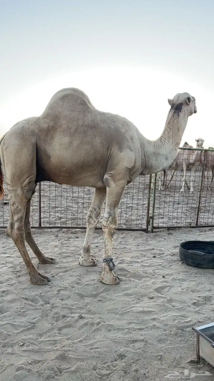 بعير أركي فحل نيب 3