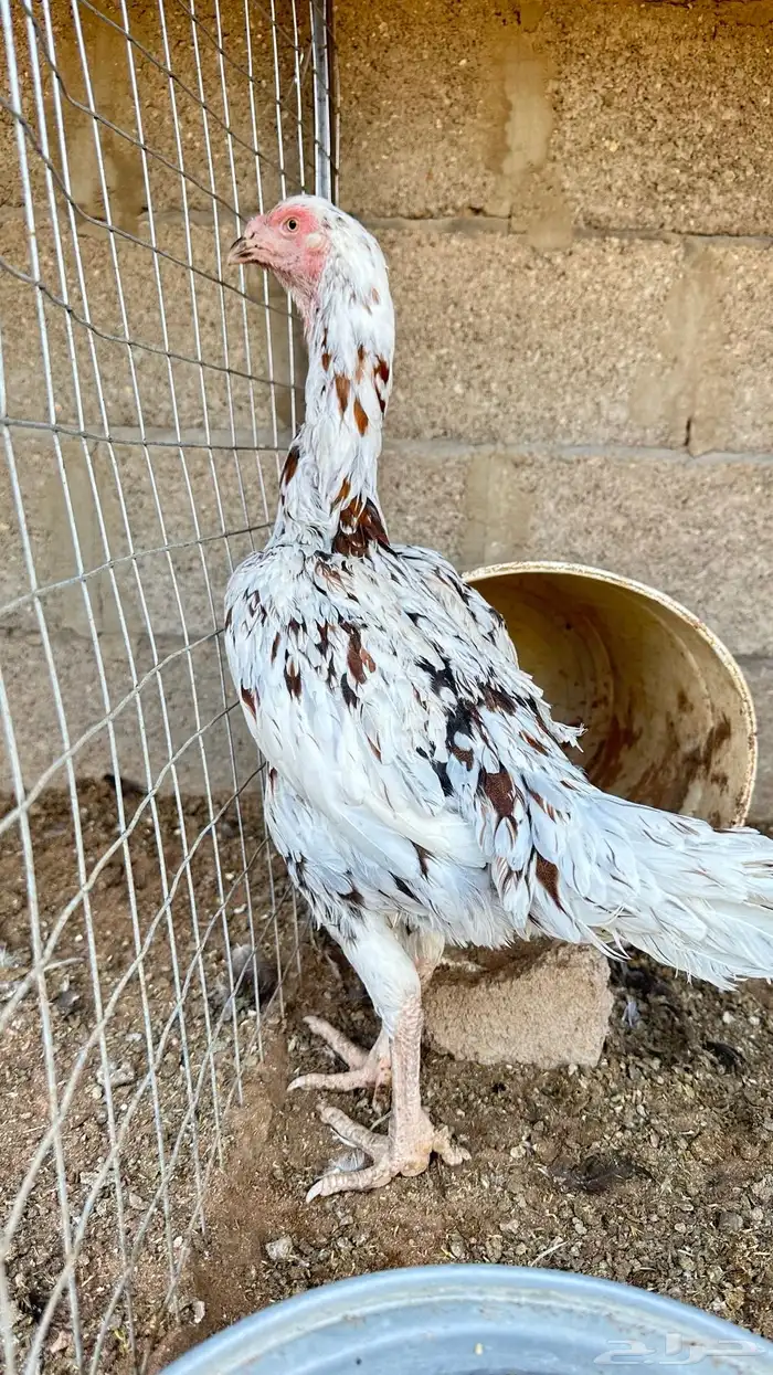 دجاجه للبيع 1