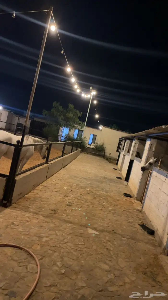 مربط للايواء الخيل 0