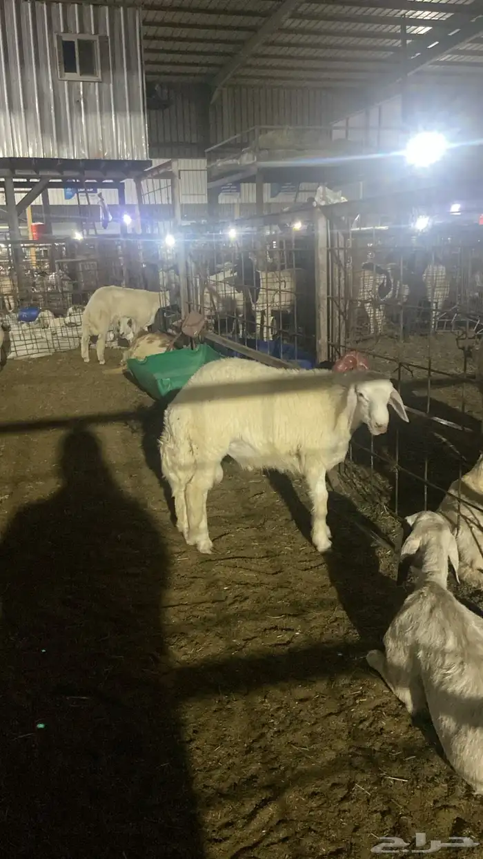 سواكني تربيه من المزرعه لباب بيتك 22