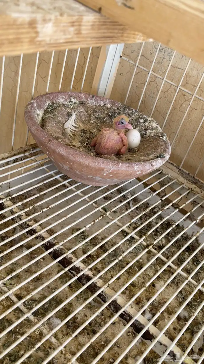 جوز صنعاوي بعياله 1