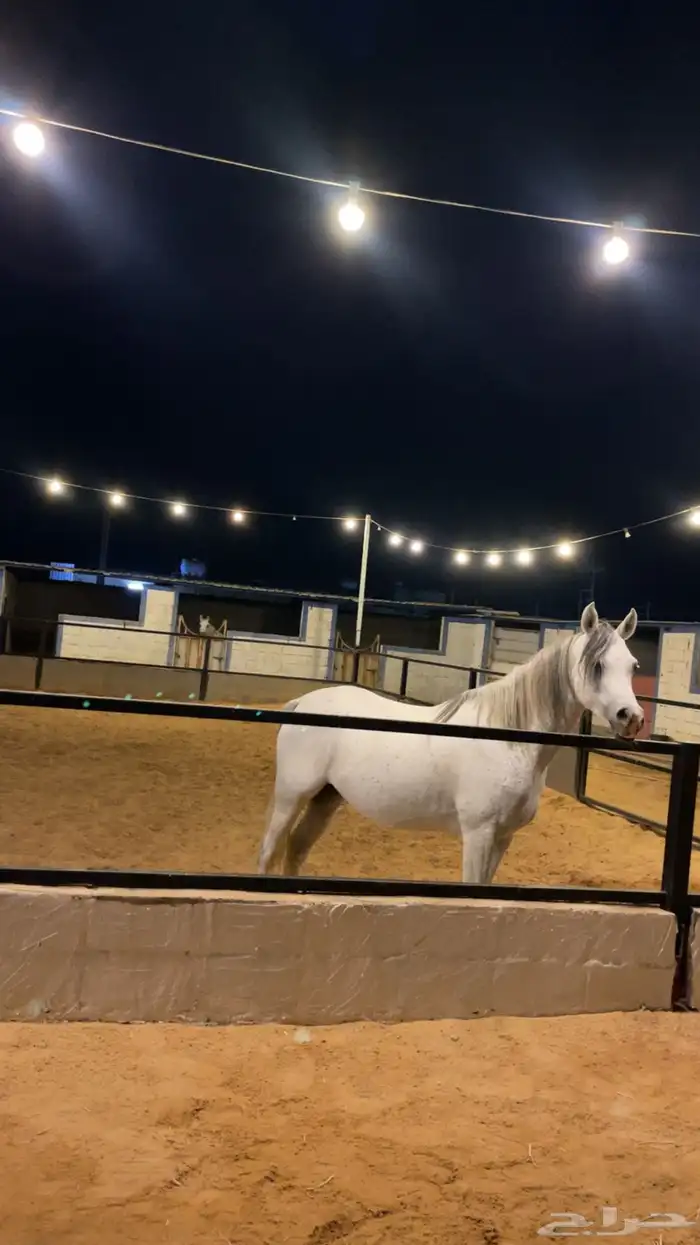 مربط للايواء الخيل 5
