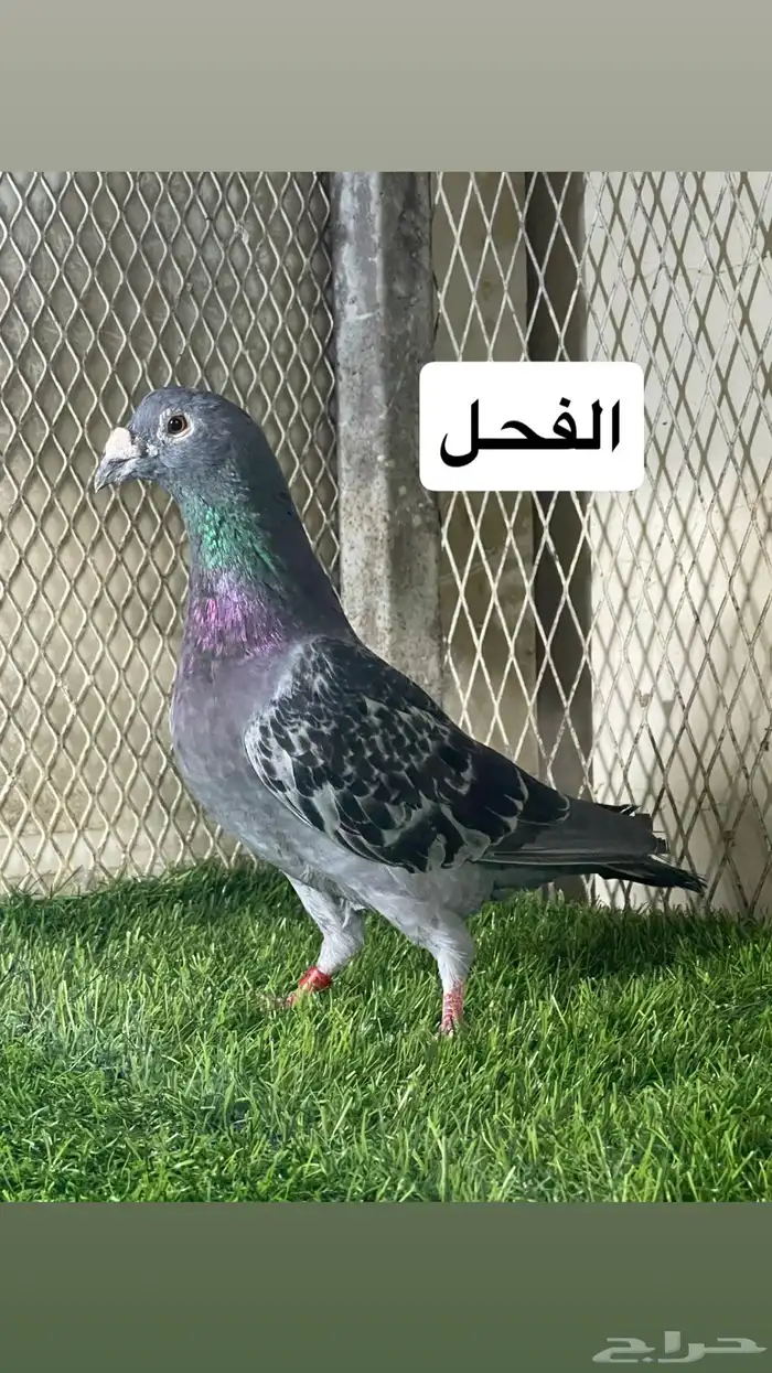 زواجل 2