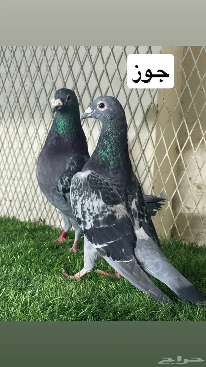 زواجل 0