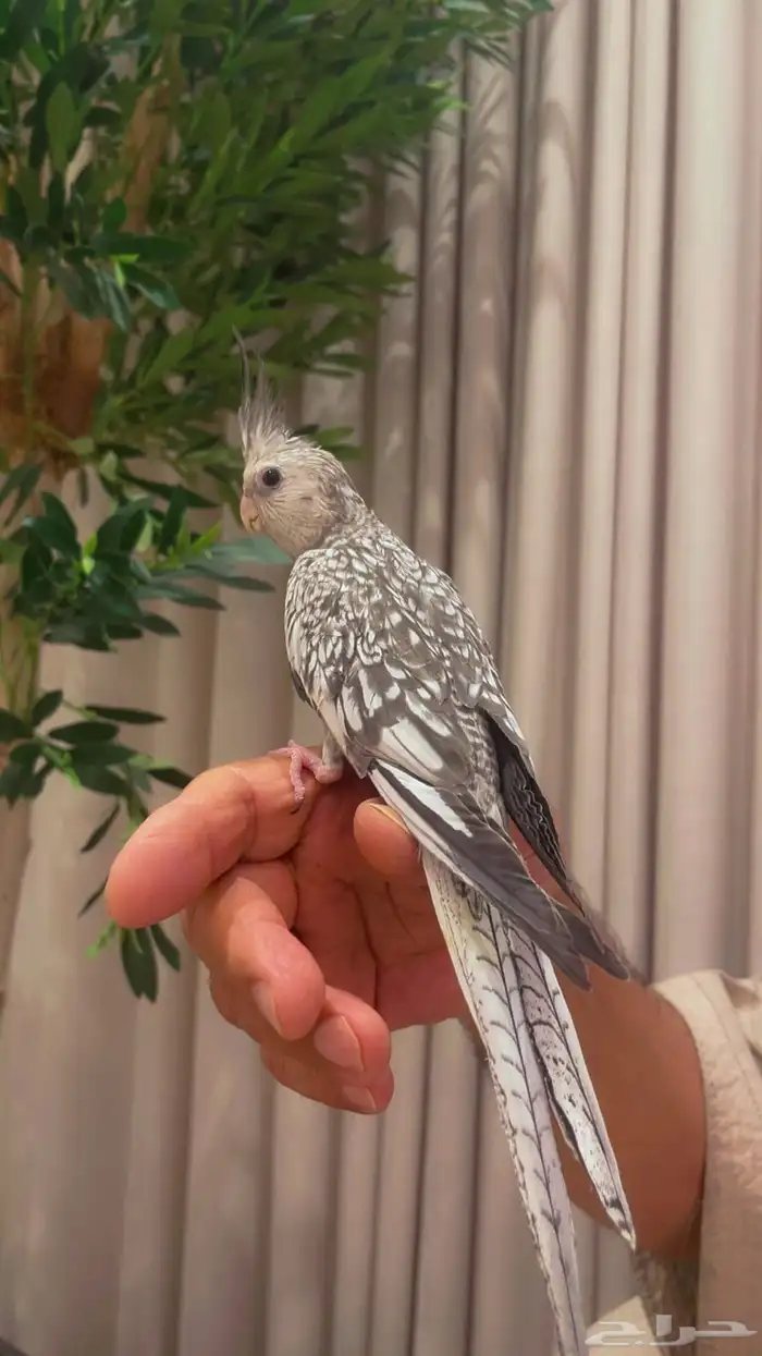 كروان هولندي أليف جدا تم البيع 2