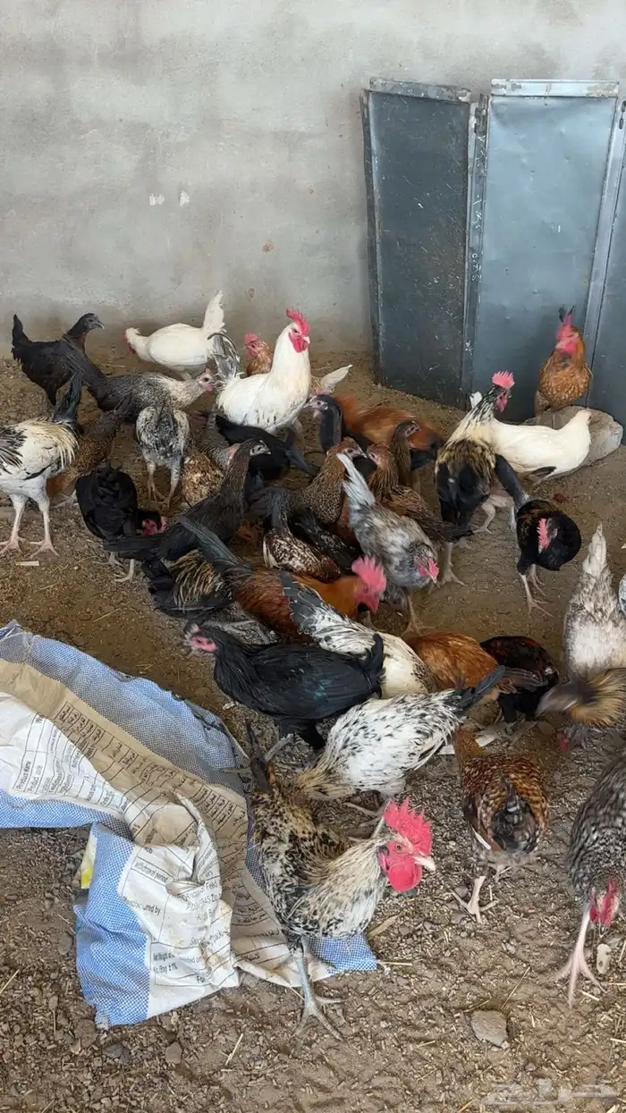دجاج انواع 4