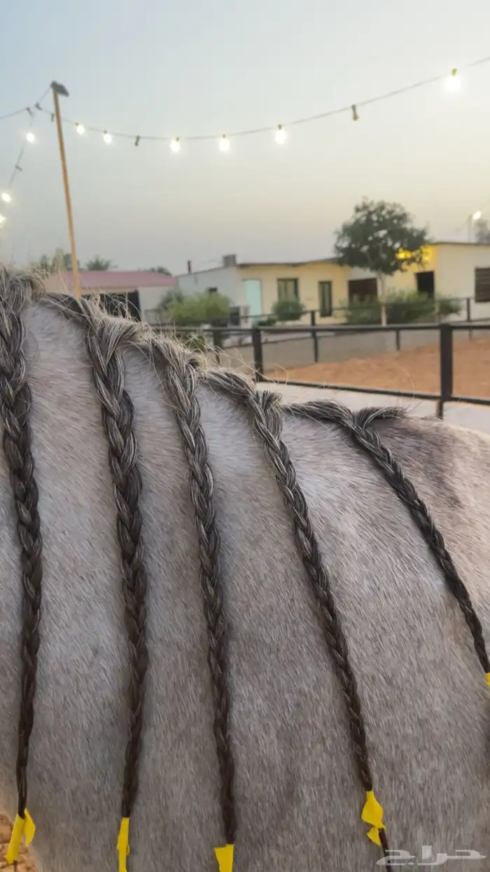مربط للايواء الخيل 4