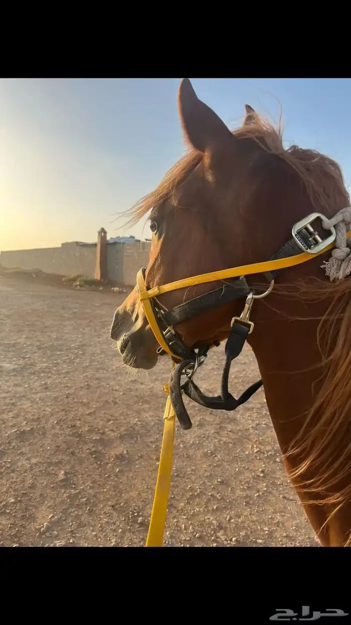 مهر واهو 2