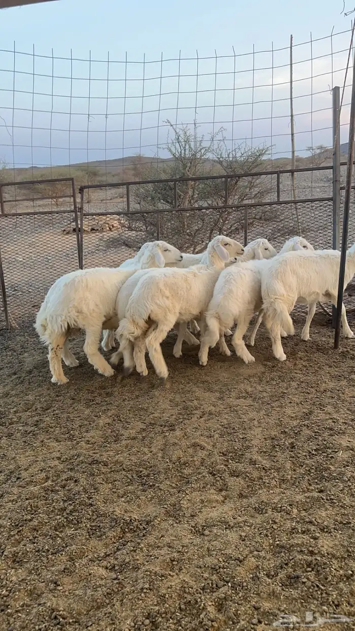 طليان ورخال 0