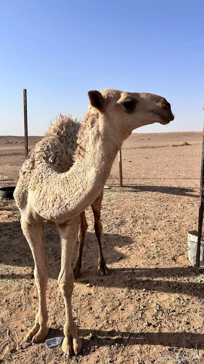 قعود للبيع 6