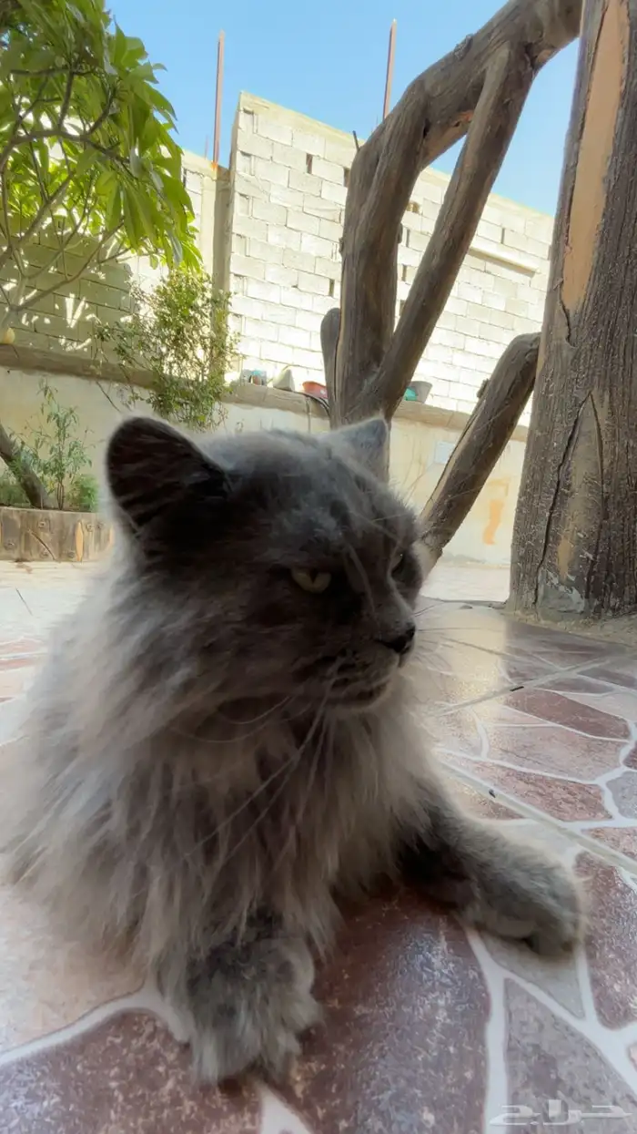 قط شيرازي نص فارسي 3