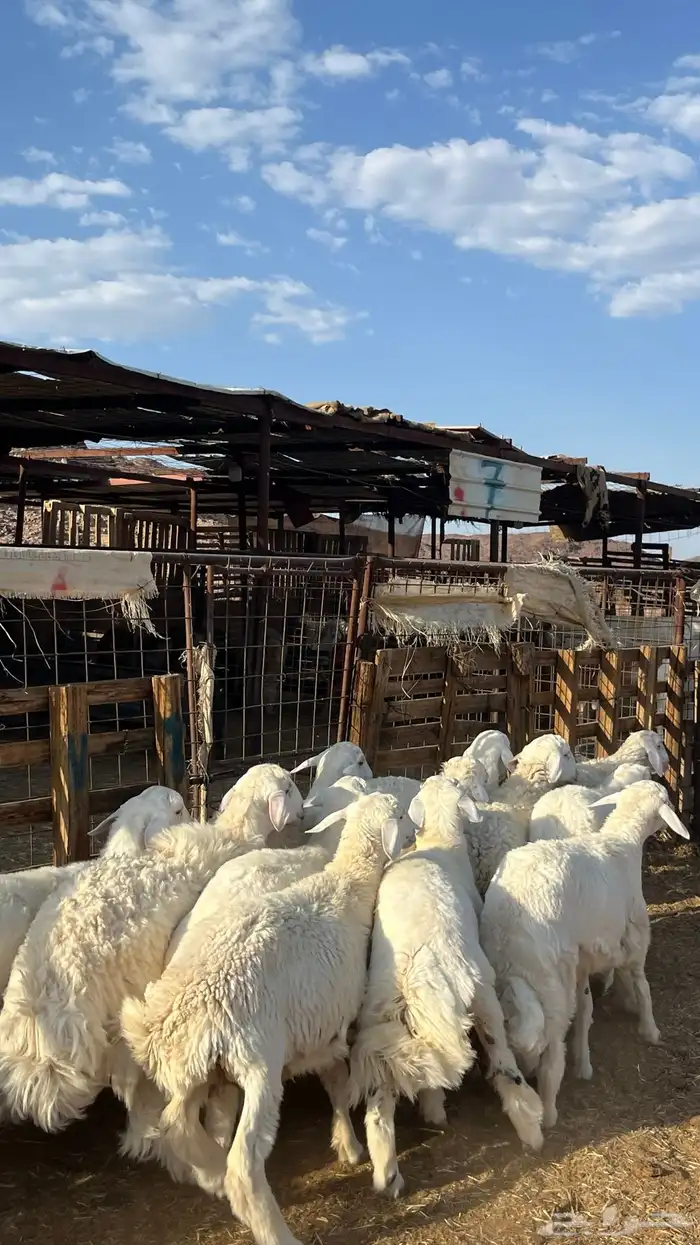 طليان حري ذبايح نظاف شرط 2