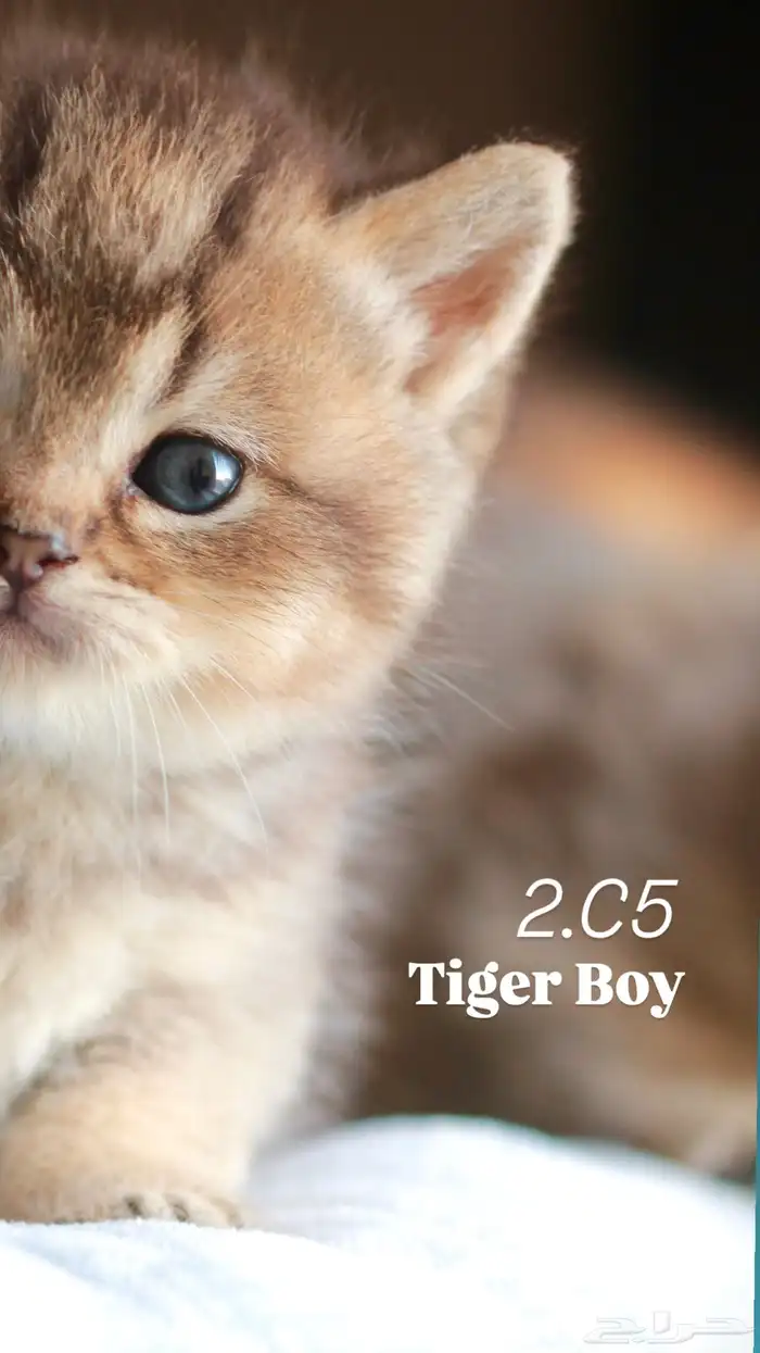 سكوتش قولد تايجر 0