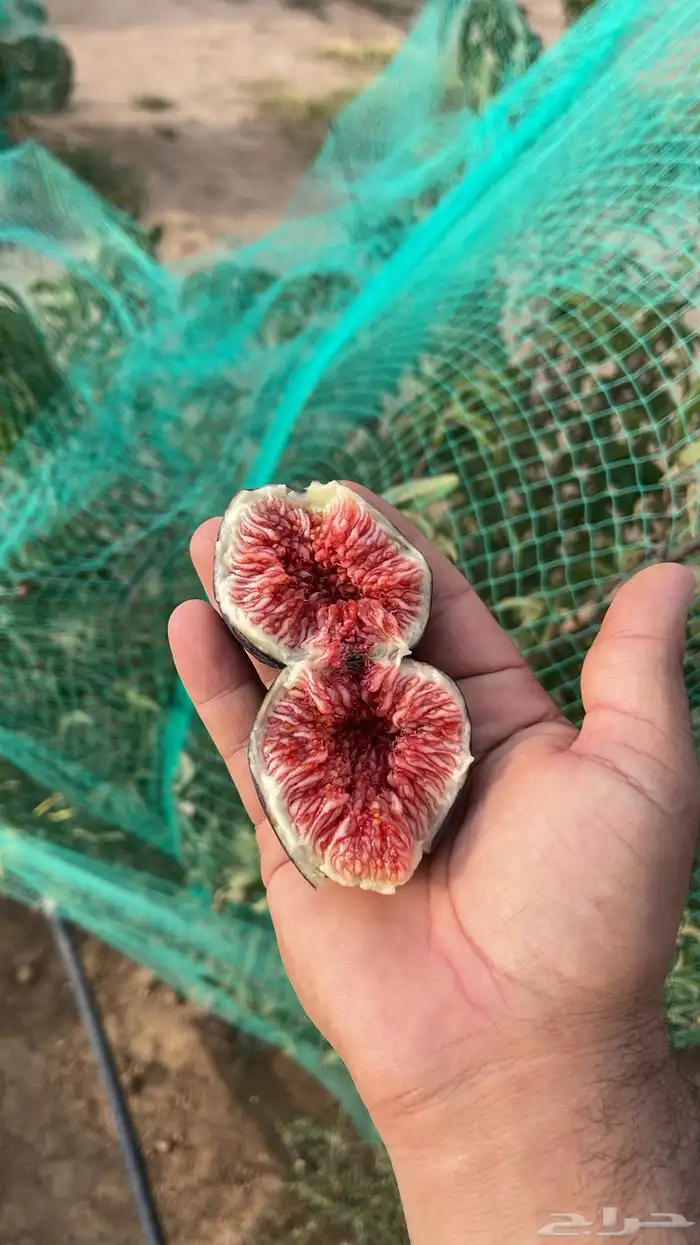 استراحة بضيافة خاصه ومزرعة في الحمرة ظهران الجنوب 37