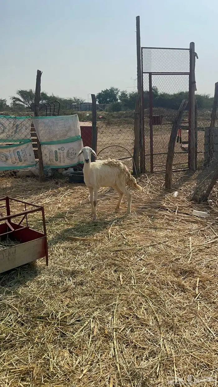 نعجه حريه دافع 1