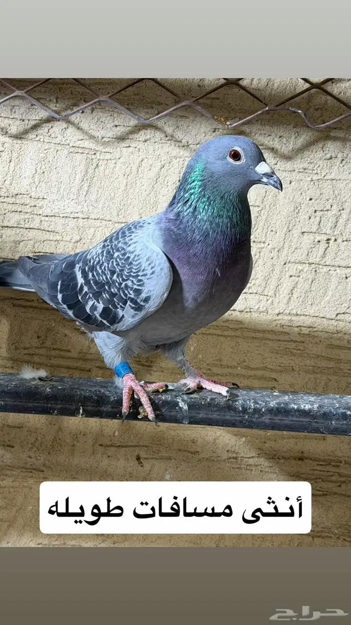 حمام. اجل سباق 1