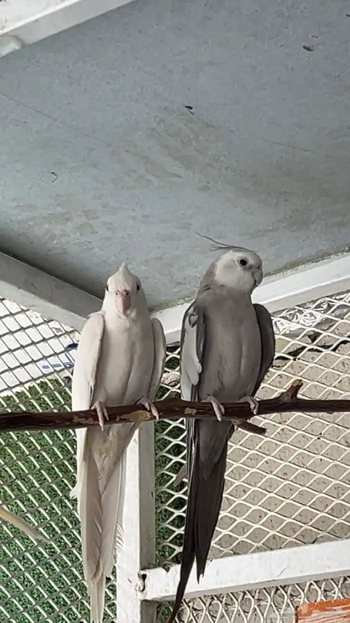 زوج كروان( تم البيع ) 4