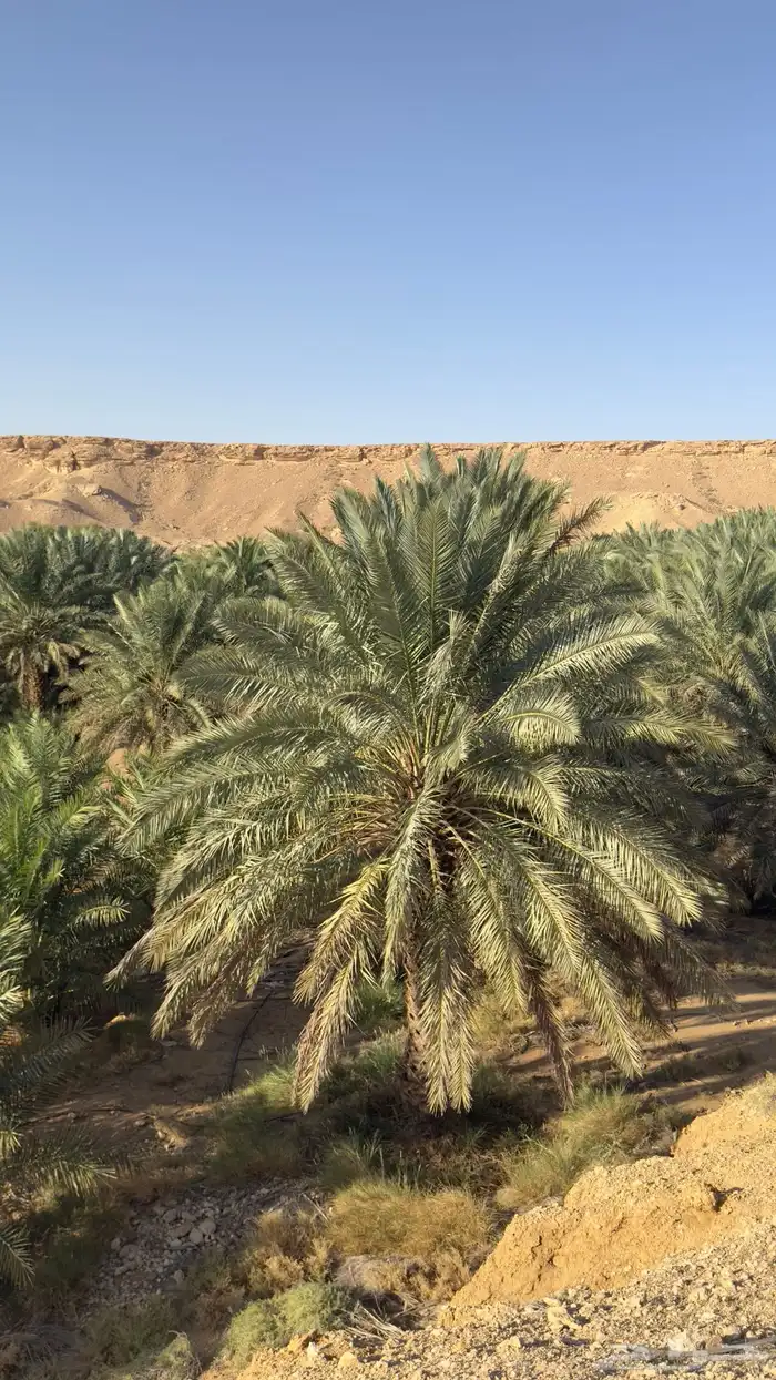 للبيع مزرعة في محافظة الغاط 1