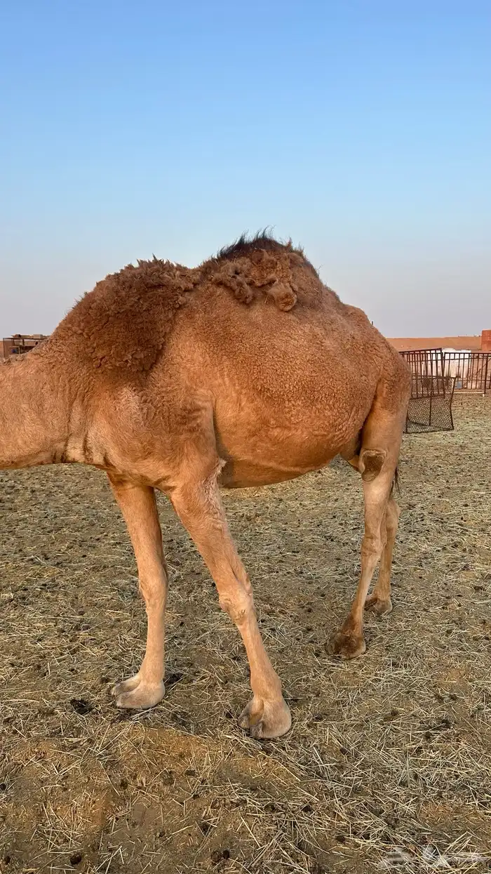 ناقة حايل كفو 0