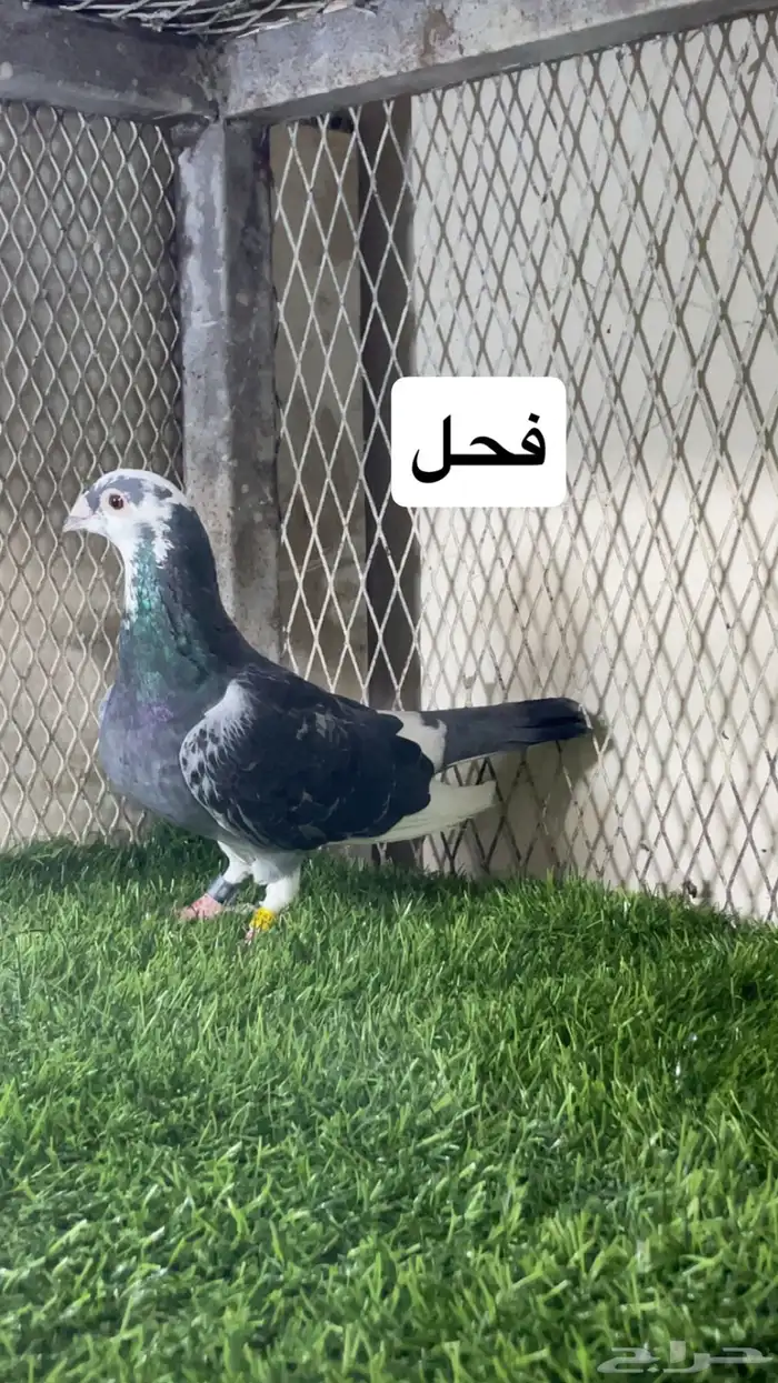زواجل 15