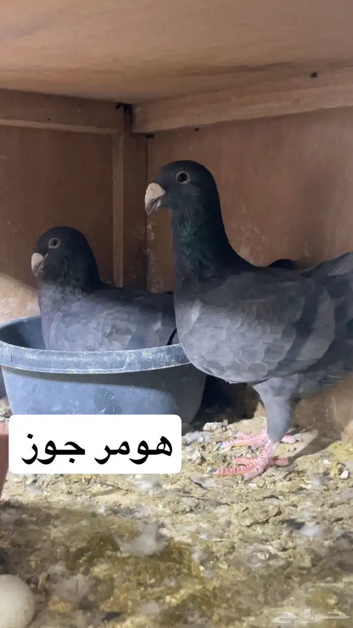 زواجل 11