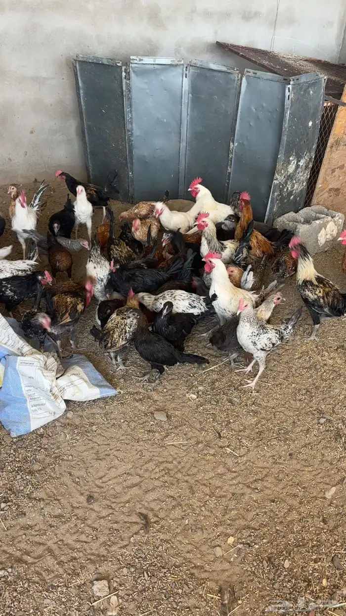 دجاج انواع 0