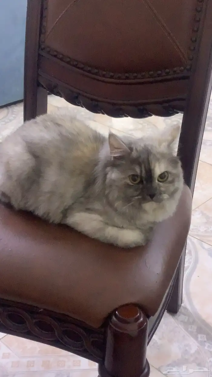 قطو 0