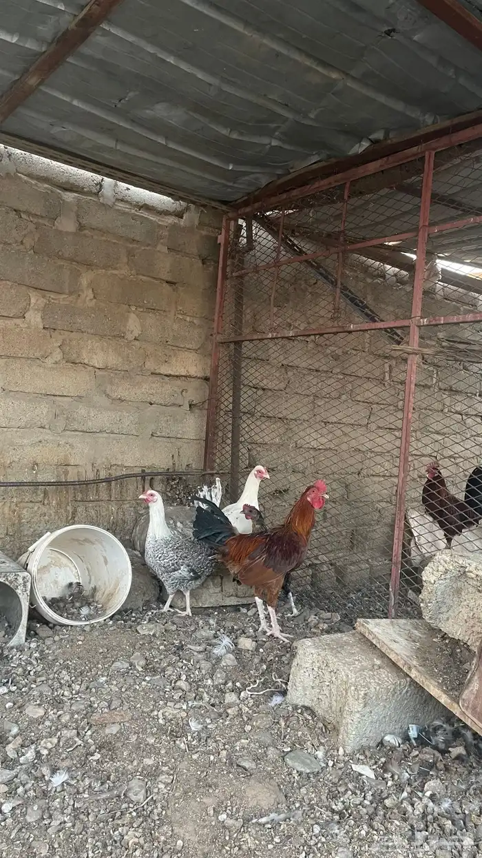 دجاج للبيع 0