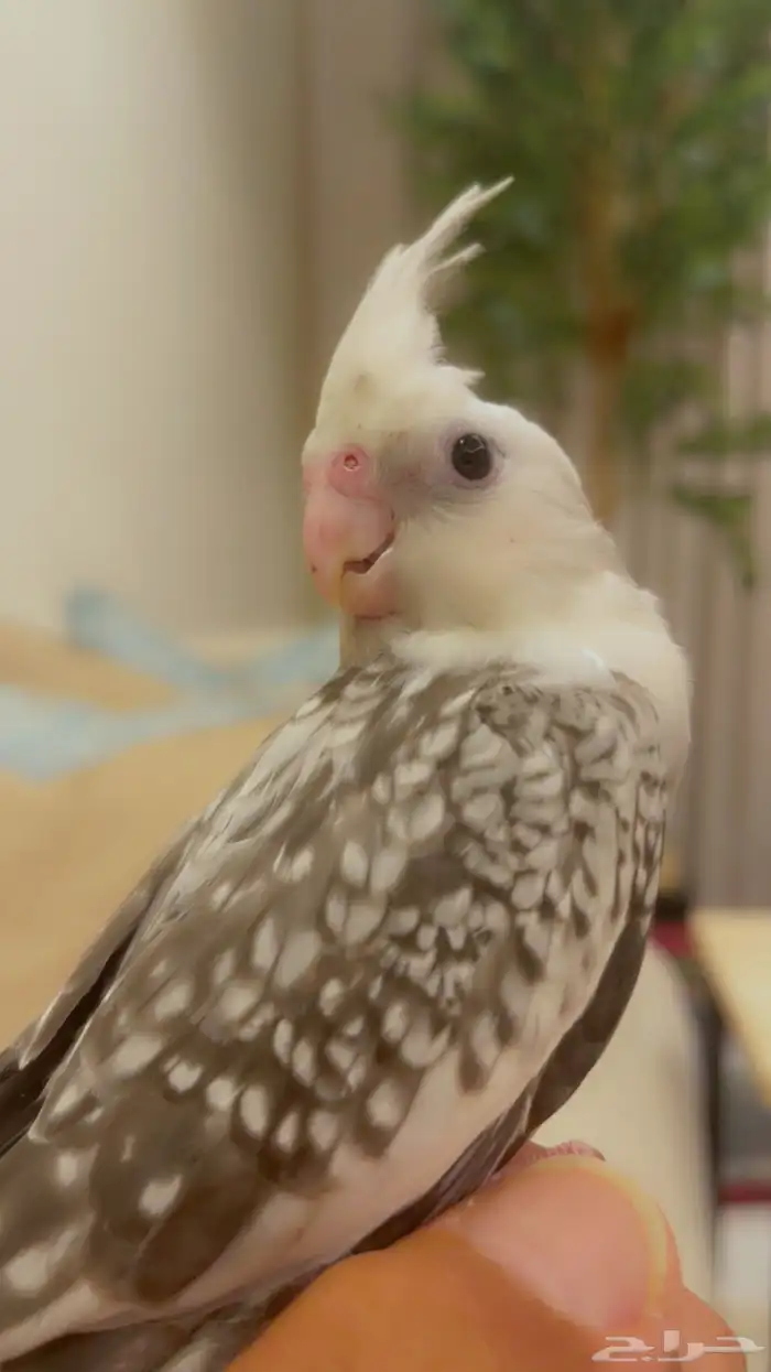 كروان هولندي أليف ومفطوم تم البيع 1