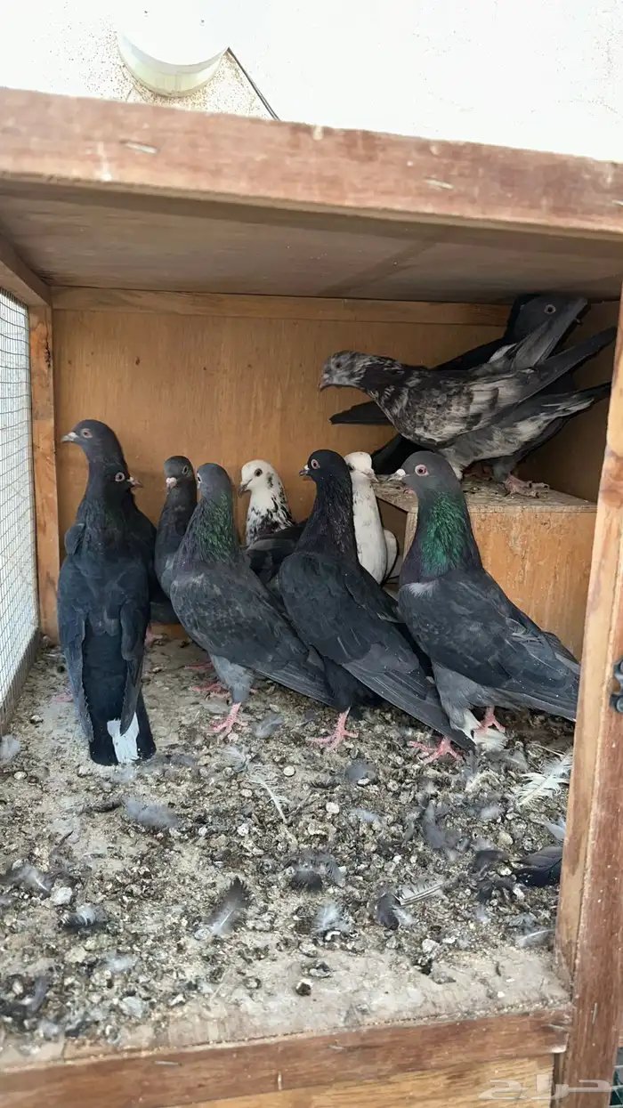 حمام قطايف طبات وجذعان مطير 1