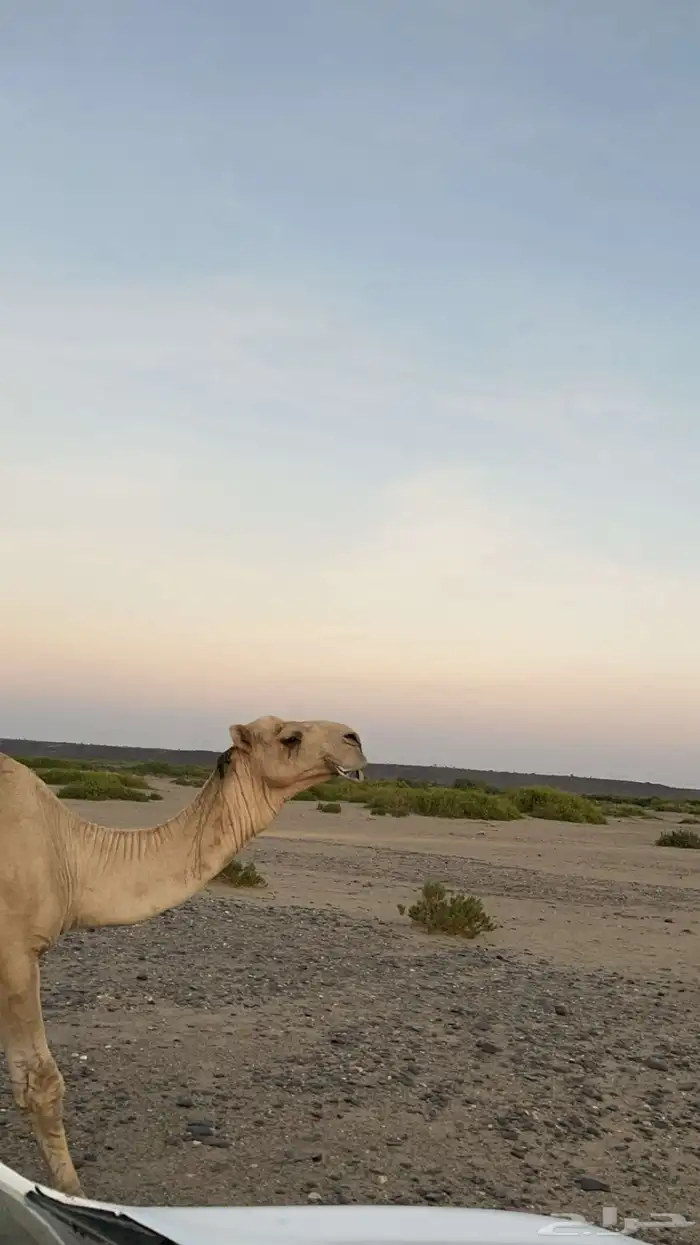 بعير أركي فحل نيب 1