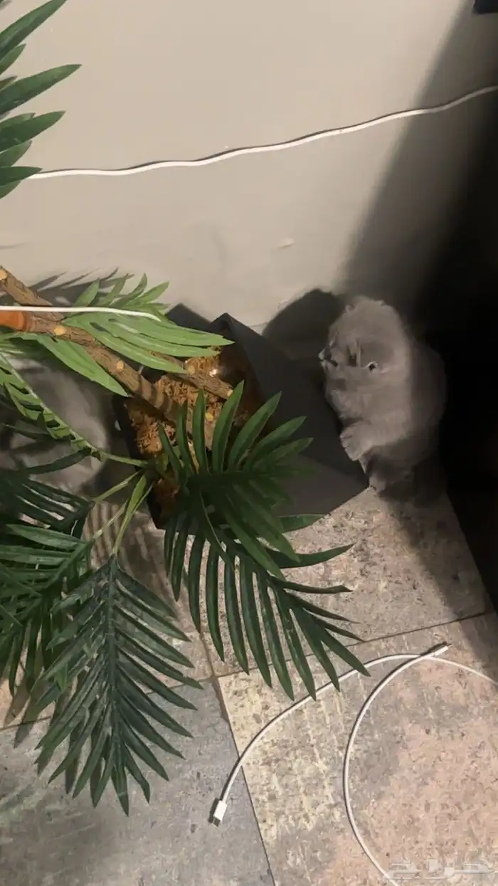 قطط سكوتش فولد كيتنز نوادر 7