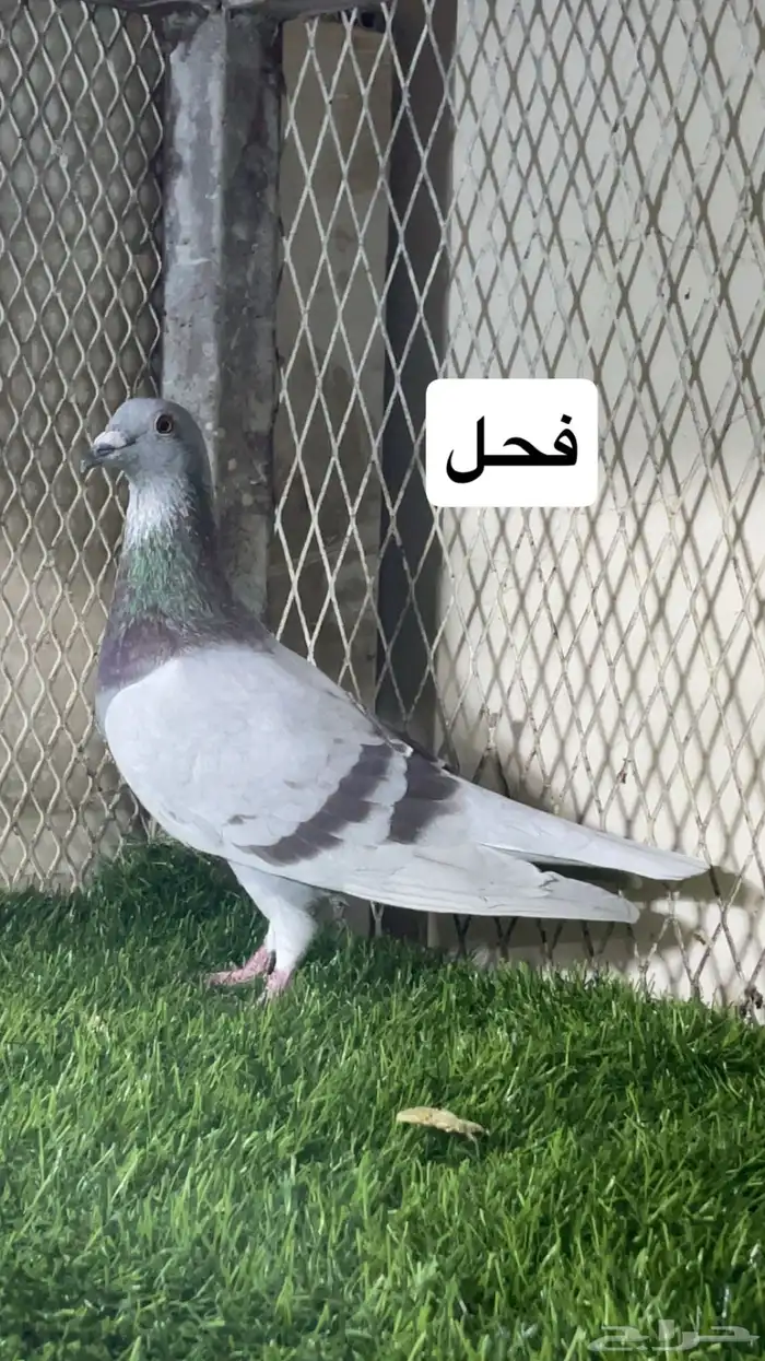زواجل 9