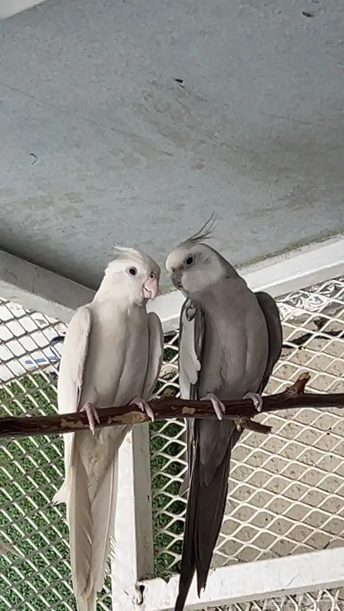 زوج كروان( تم البيع ) 0