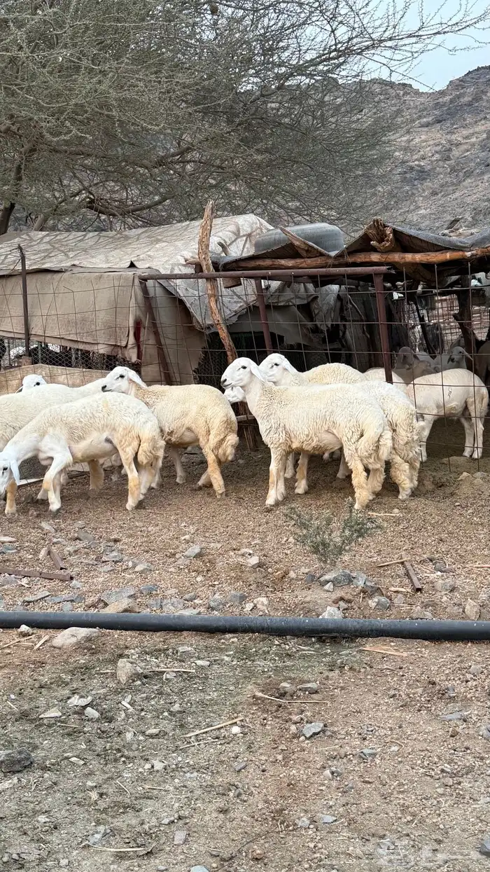غنم حرية 0