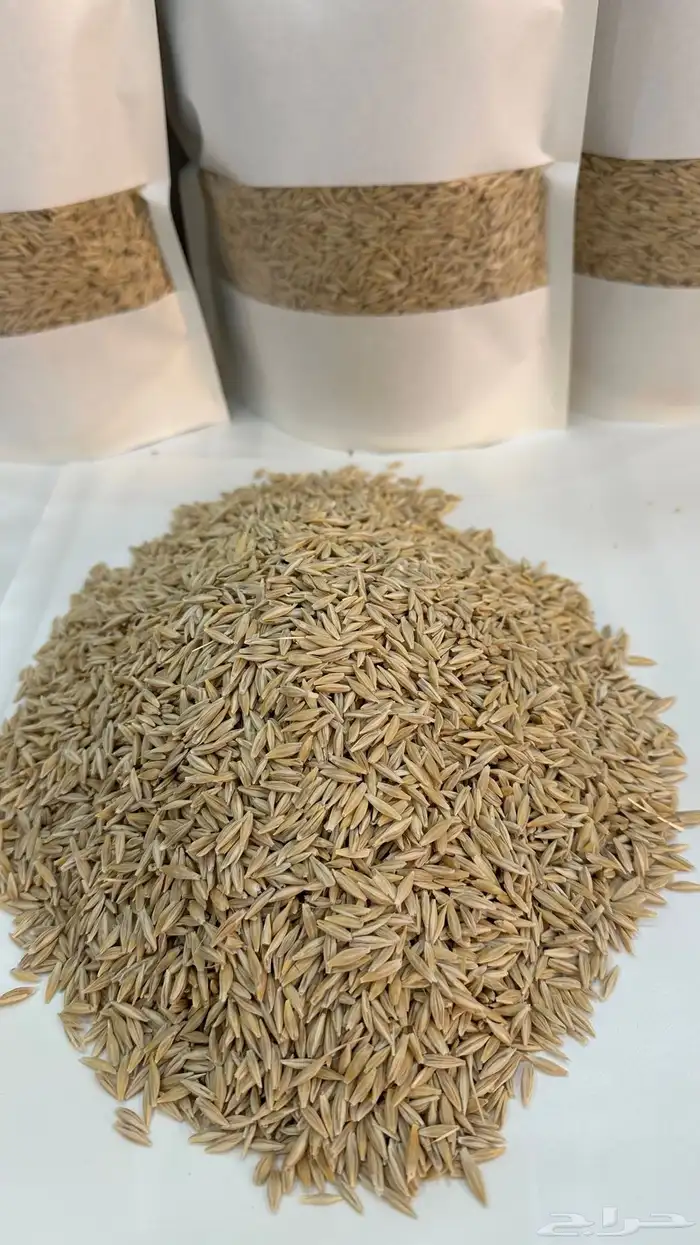 شعير بلدي عضوي 2