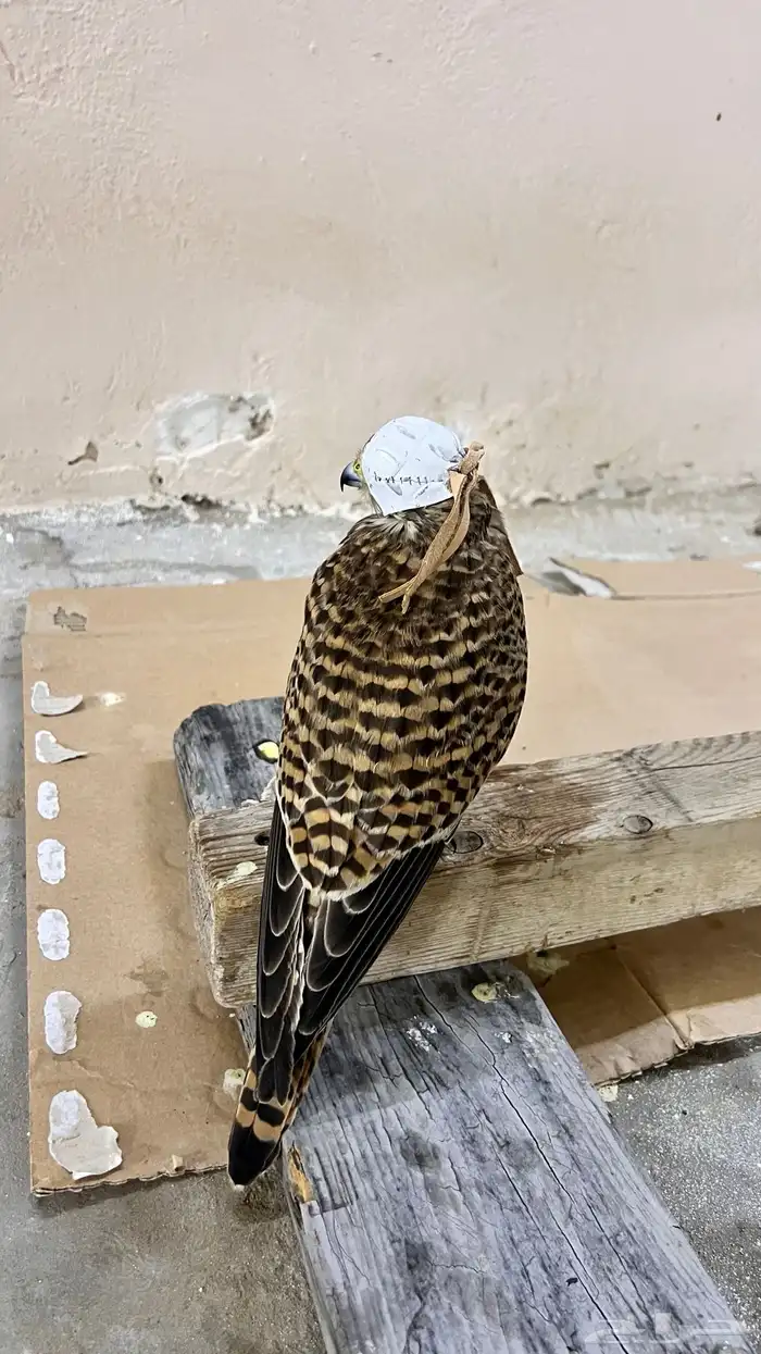 شبوط 2