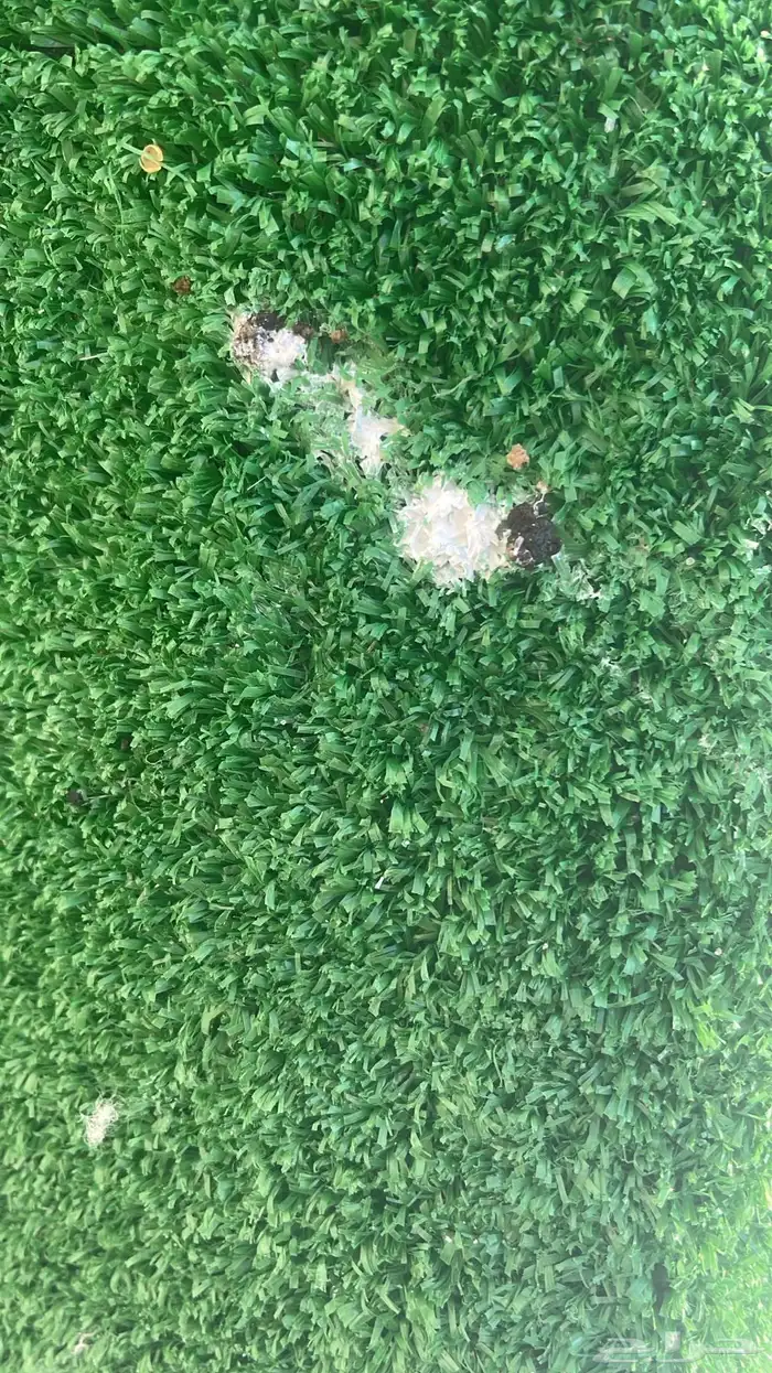 استقبل الطيور والأشخاص لصقاره 3