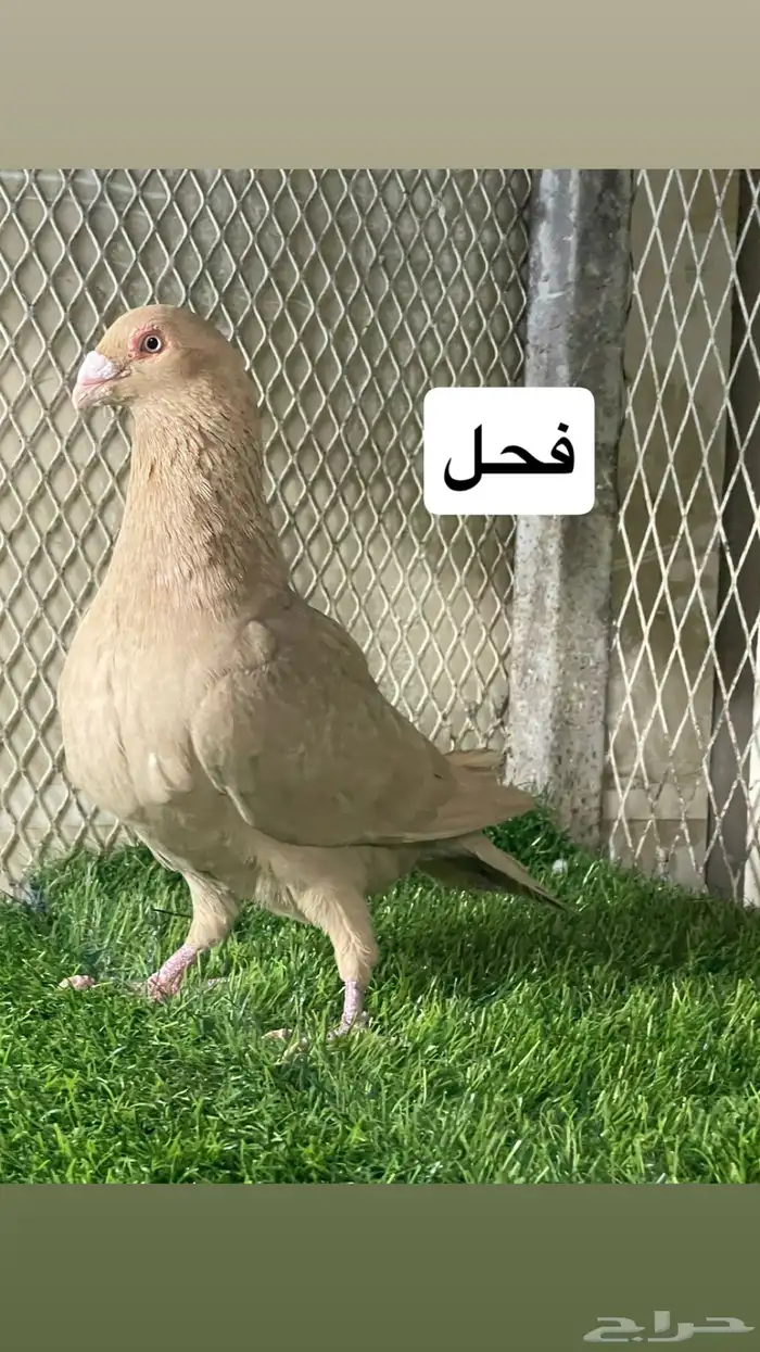 زواجل 18