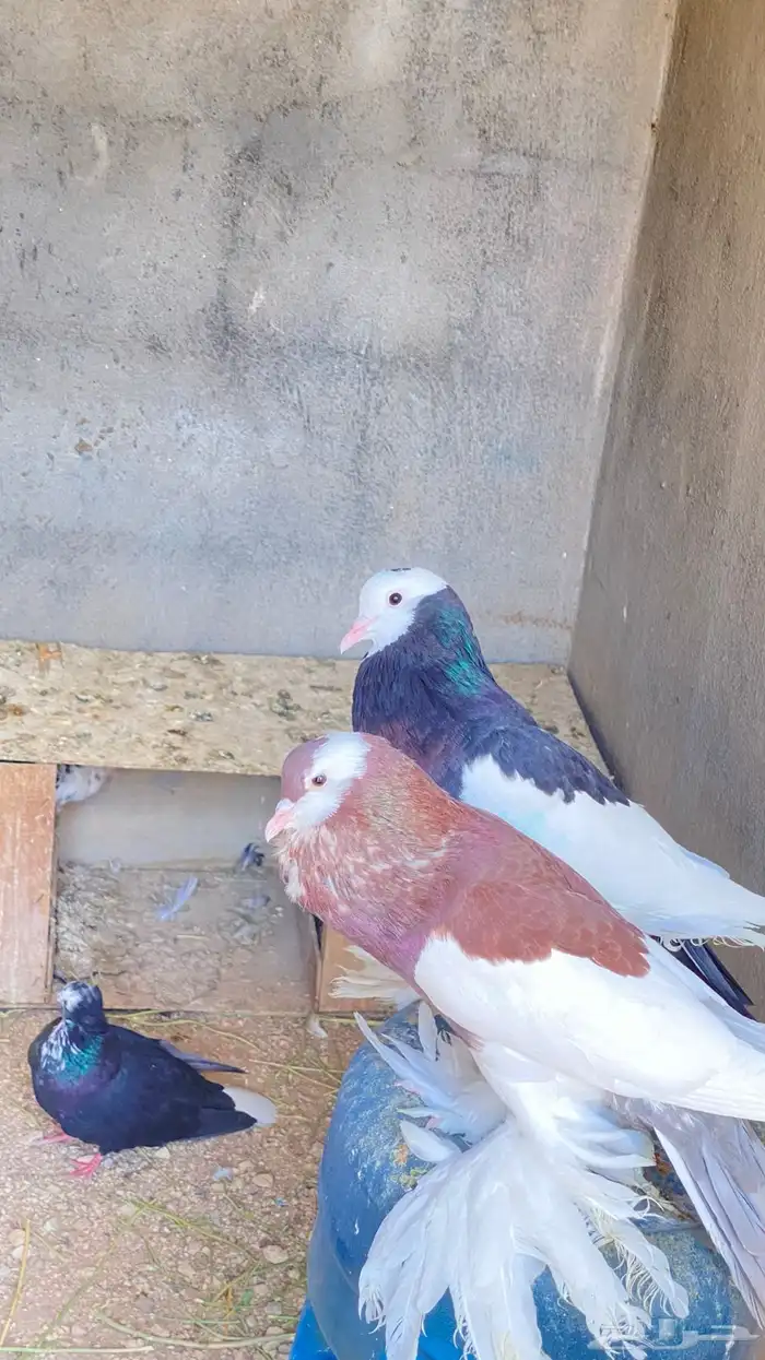 للبيع حمام نفاخ زواج 1