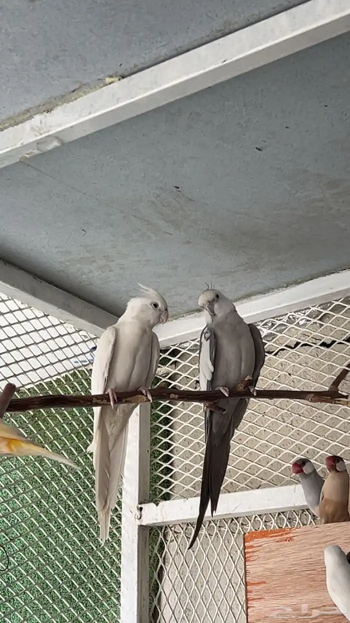 زوج كروان( تم البيع ) 3