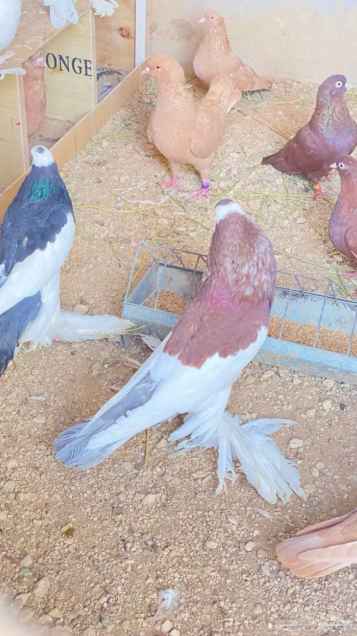 للبيع حمام نفاخ زواج 14